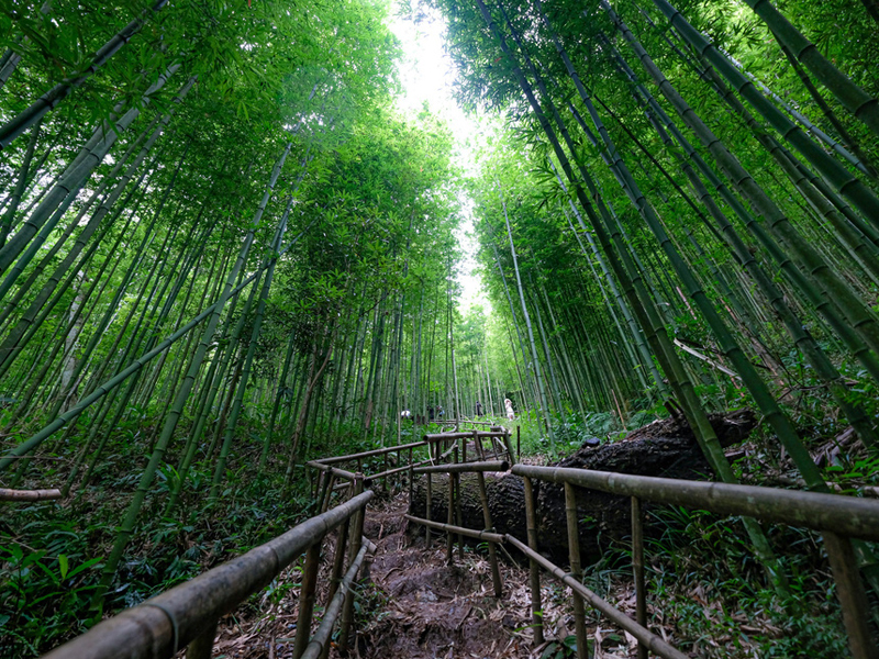 Fall in love with the beautiful bamboo forest like a swordplay movie in Mu Cang Chai